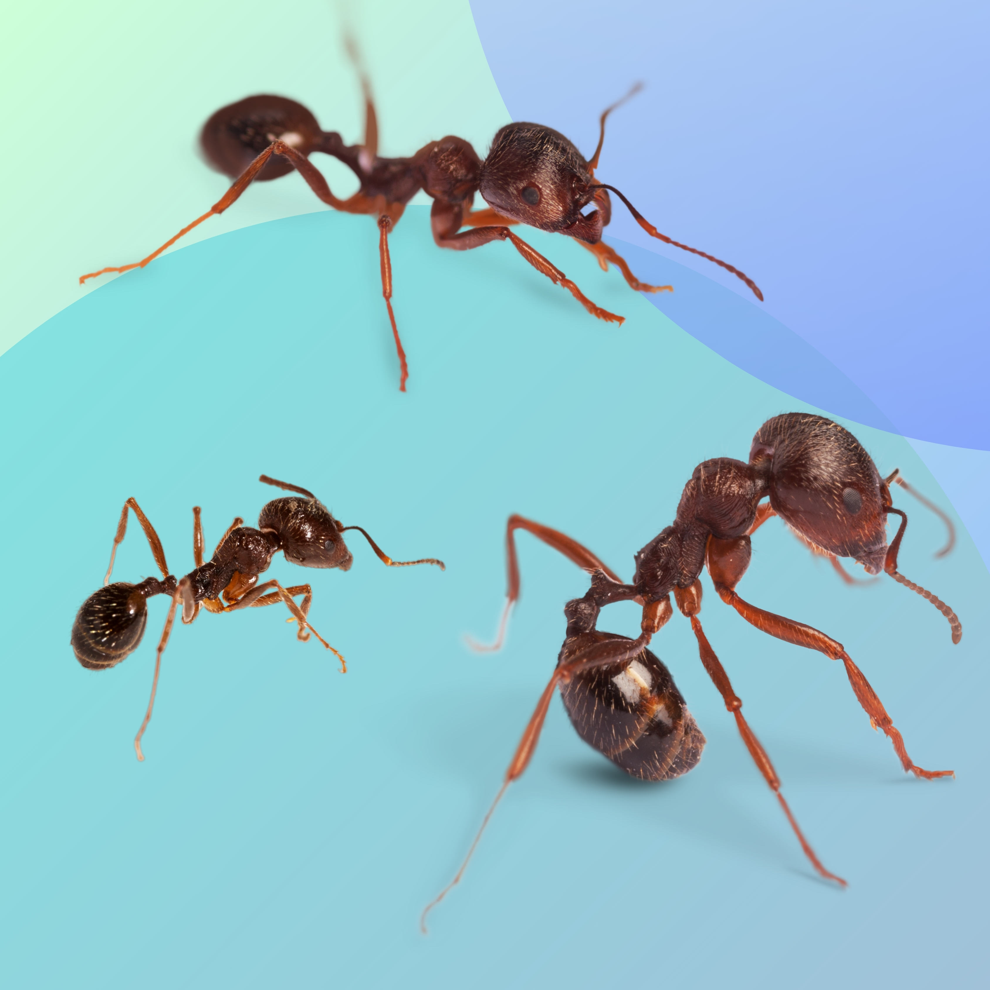 JPEG ANT WEBSITE